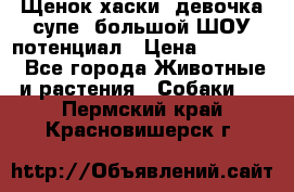 Щенок хаски, девочка супе, большой ШОУ потенциал › Цена ­ 50 000 - Все города Животные и растения » Собаки   . Пермский край,Красновишерск г.